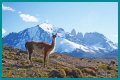 Wildlife in Patagonia: 20 Amazing Species